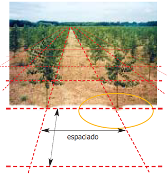 Separación entre chopos